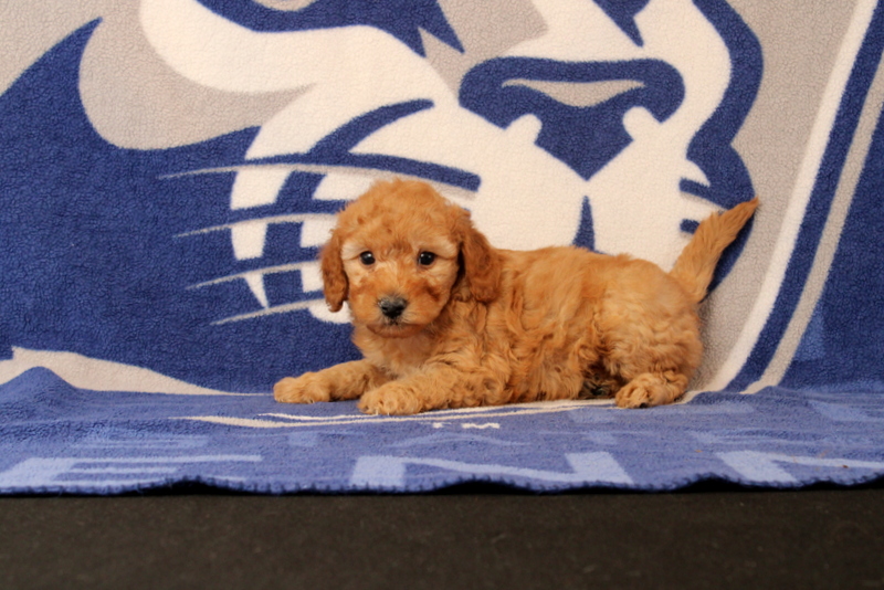 puppy, for, sale, Mini Goldendoodle F1B, Matthew B. Stoltzfus, dog, breeder, Gap, PA, dog-breeder, puppy-for-sale, forsale, nearby, find, puppyfind, locator, puppylocator, aca